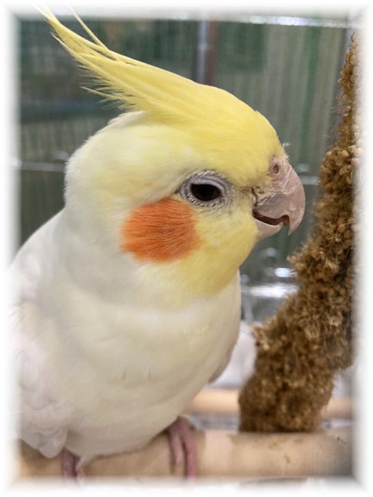 クリックで画像を表示