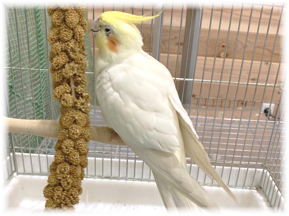 クリックで画像を表示