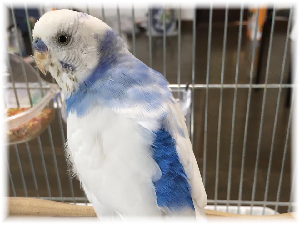 クリックで画像を表示