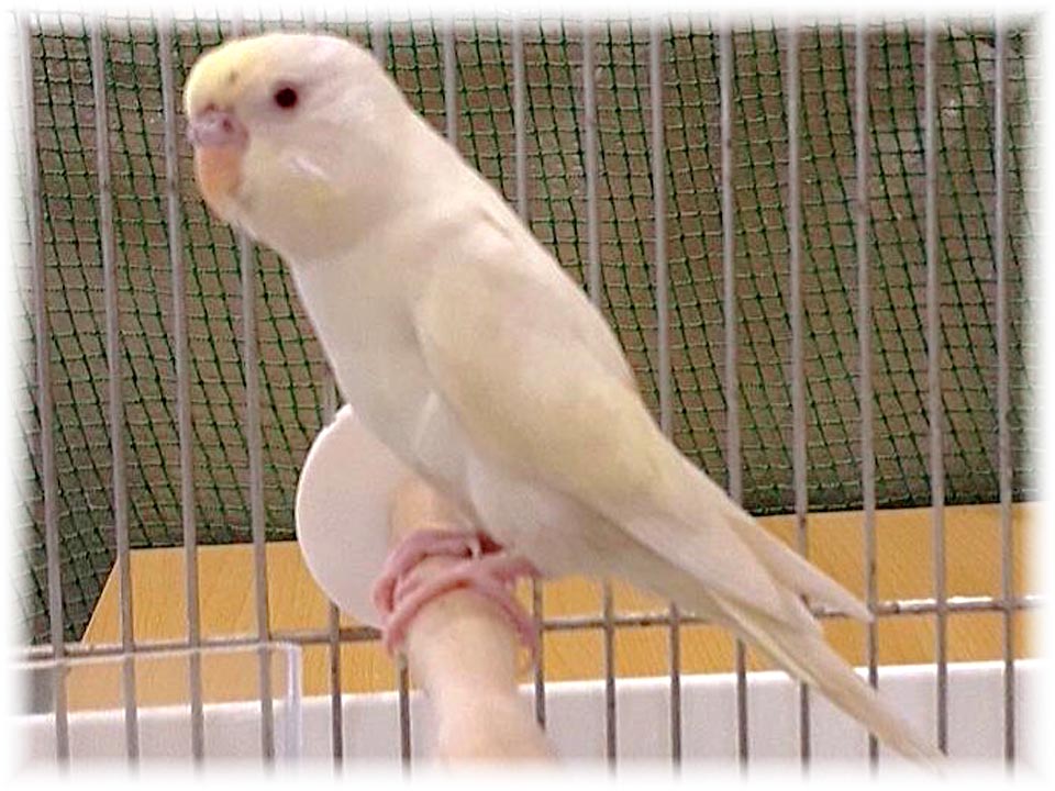 クリックで画像を表示