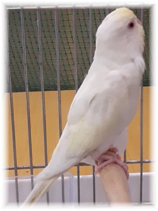 クリックで画像を表示