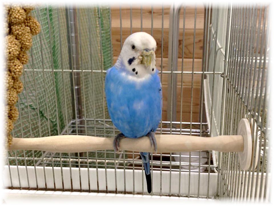 クリックで画像を表示