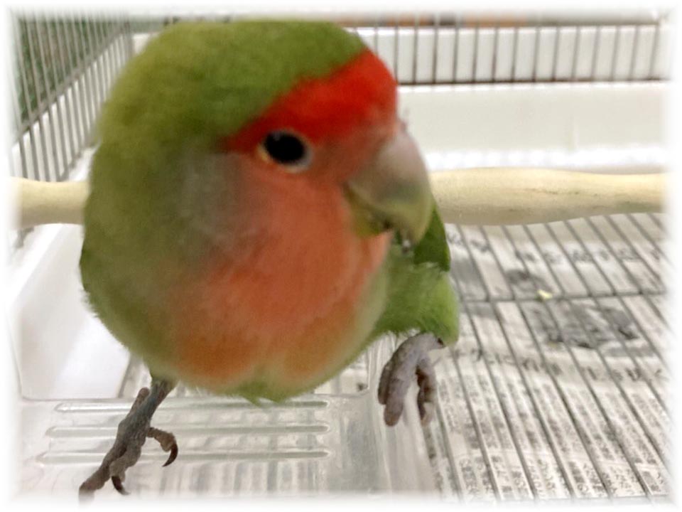 クリックで画像を表示