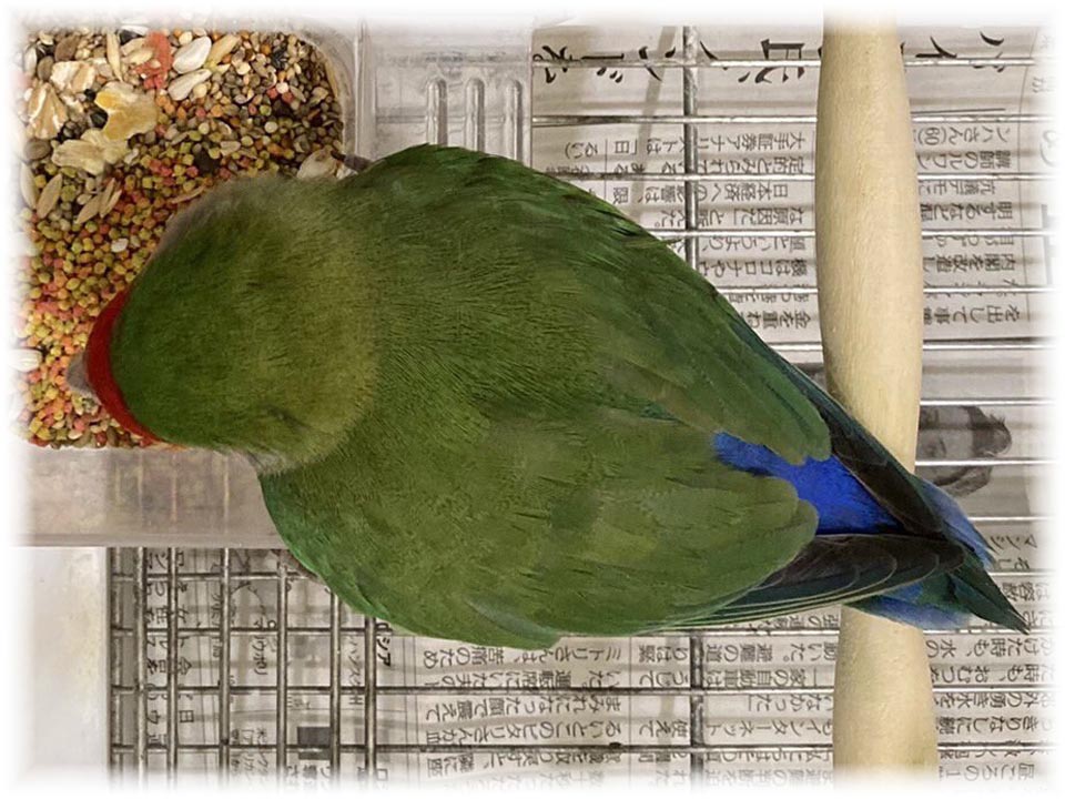 クリックで画像を表示