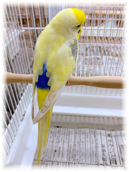 クリックで画像を表示