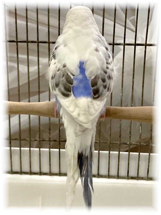 クリックで画像を表示