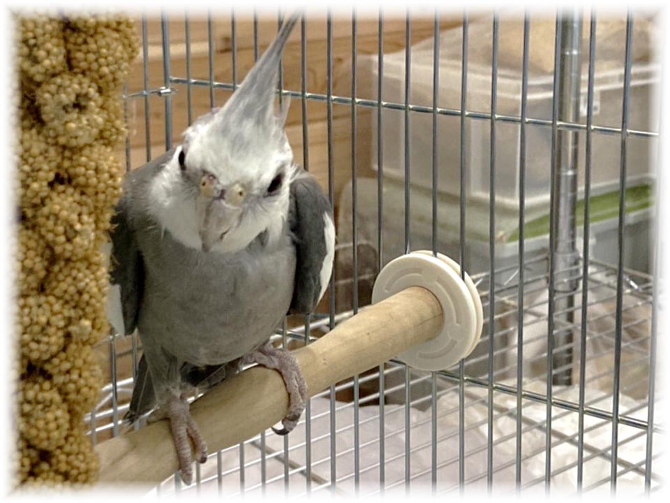 クリックで画像を表示