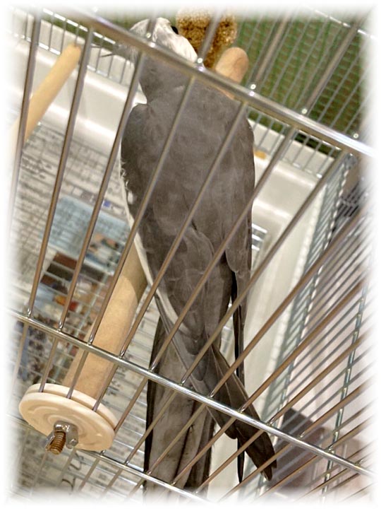 クリックで画像を表示