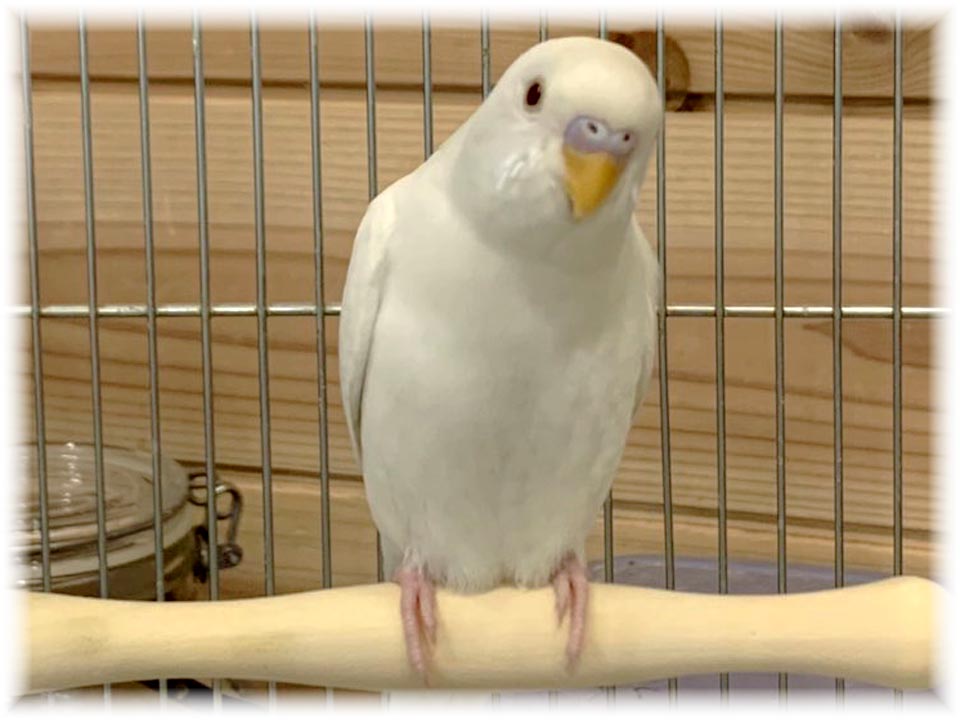 クリックで画像を表示