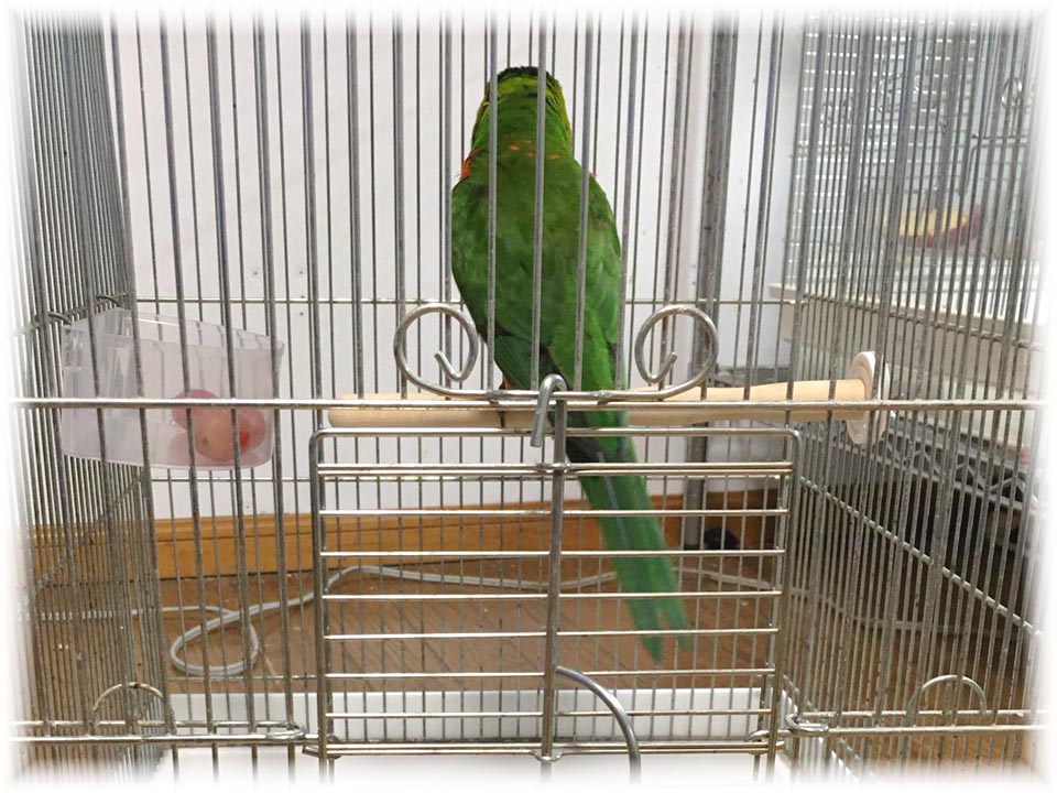 クリックで画像を表示