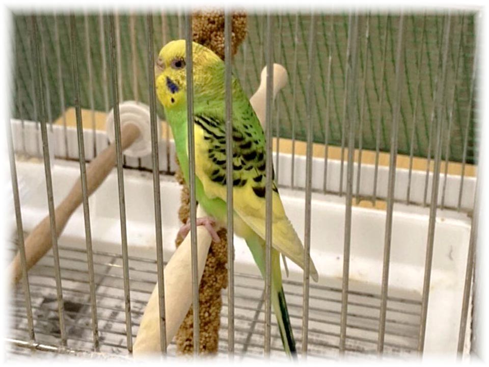 クリックで画像を表示