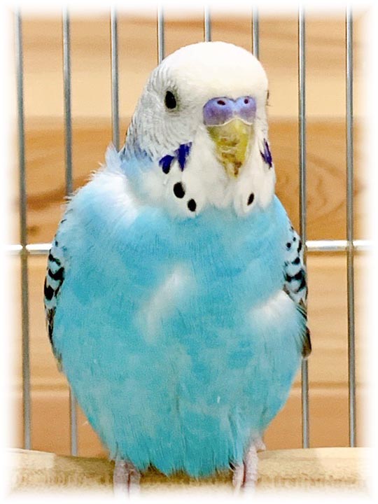 クリックで画像を表示