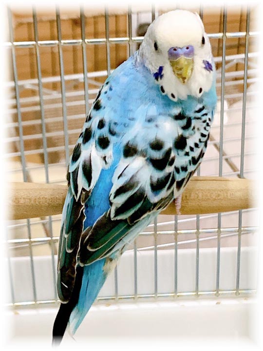 クリックで画像を表示