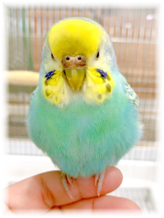 クリックで画像を表示