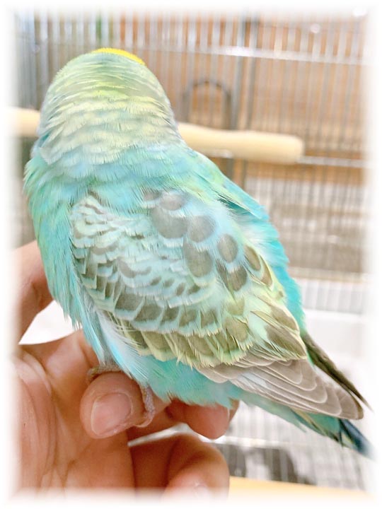 クリックで画像を表示