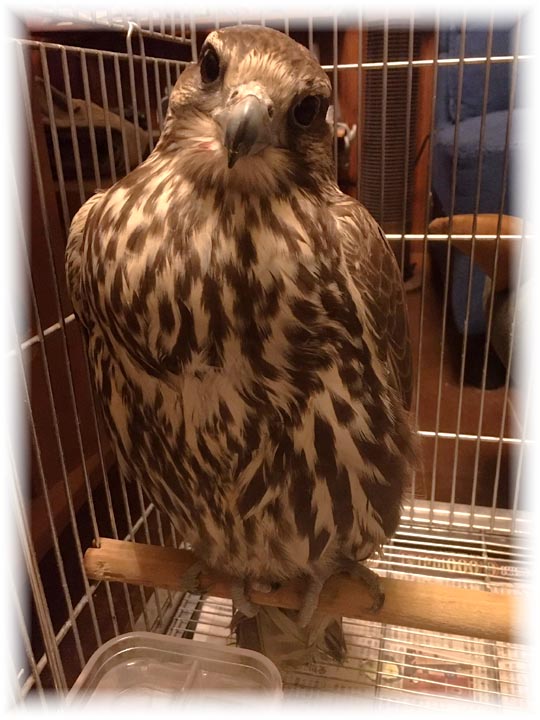 クリックで画像を表示