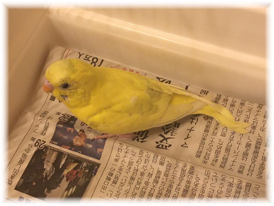 クリックで画像を表示