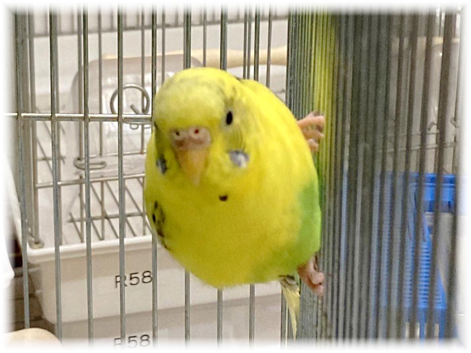 クリックで画像を表示