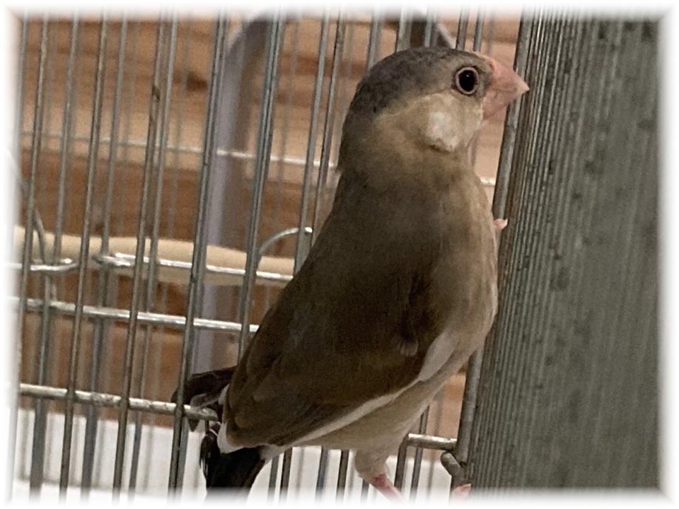 クリックで画像を表示