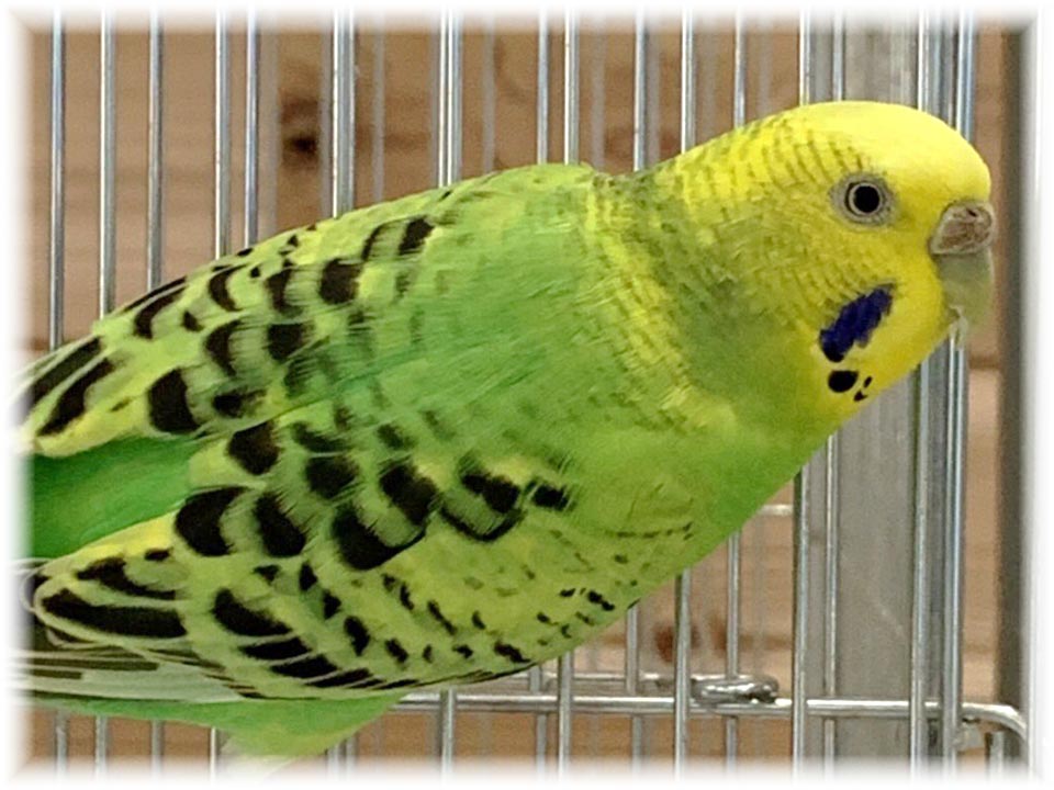 クリックで画像を表示