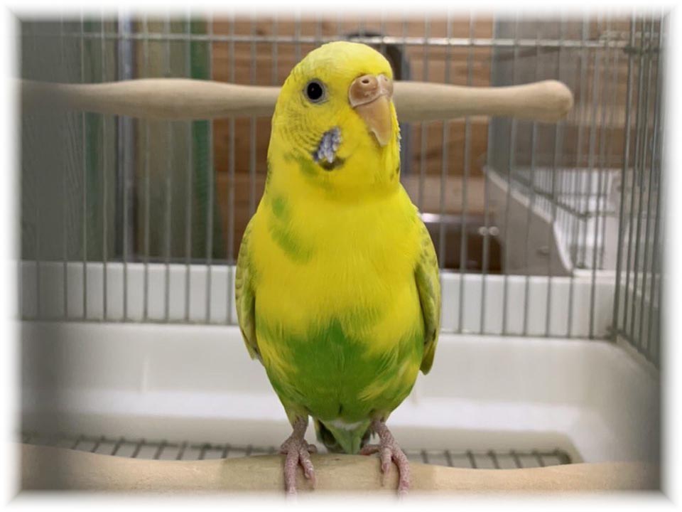 クリックで画像を表示