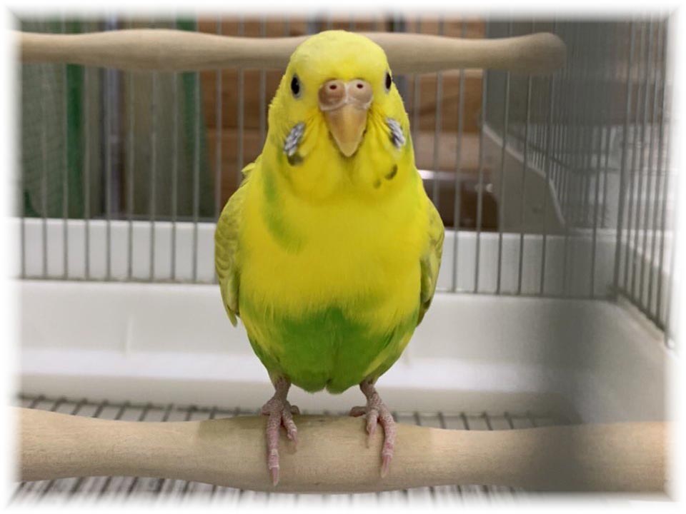 クリックで画像を表示