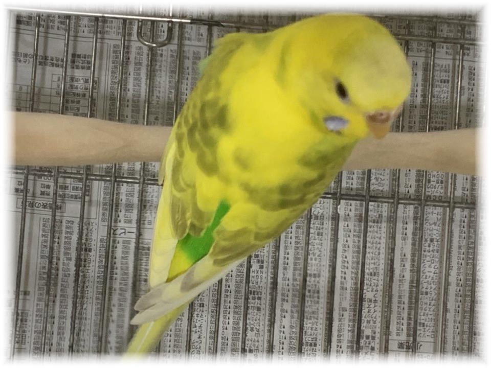 クリックで画像を表示