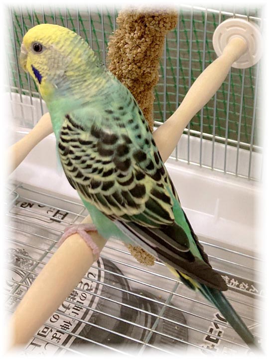 クリックで画像を表示