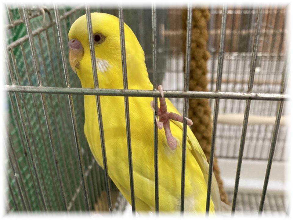 クリックで画像を表示