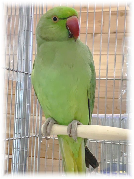 クリックで画像を表示