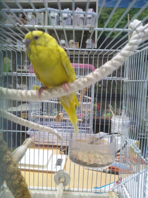 クリックで画像を表示