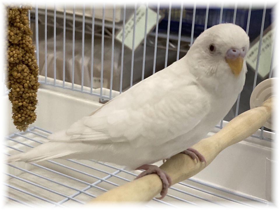 クリックで画像を表示