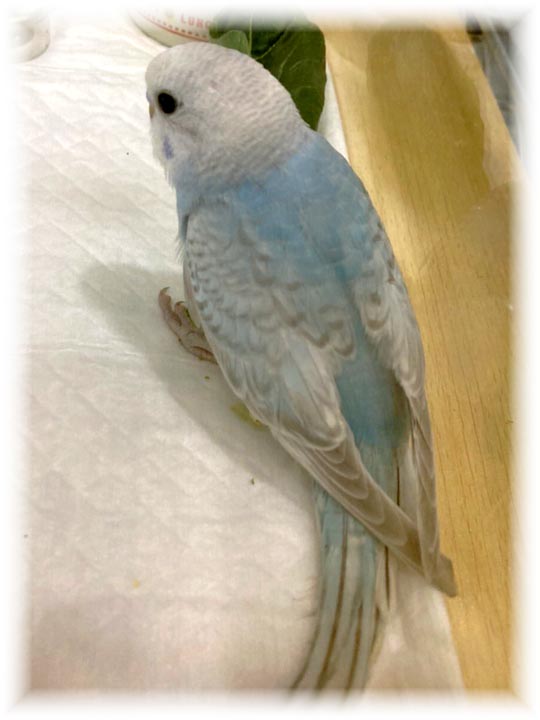 クリックで画像を表示