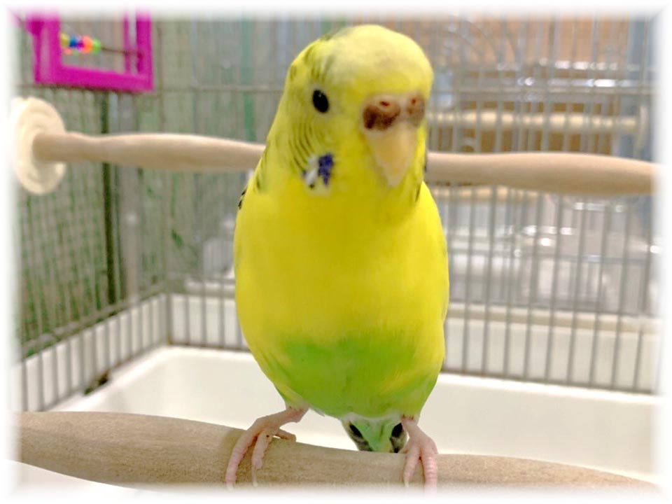 クリックで画像を表示