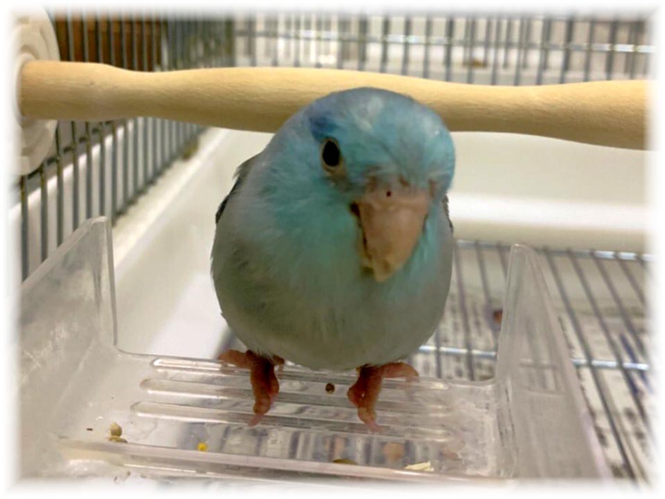 クリックで画像を表示