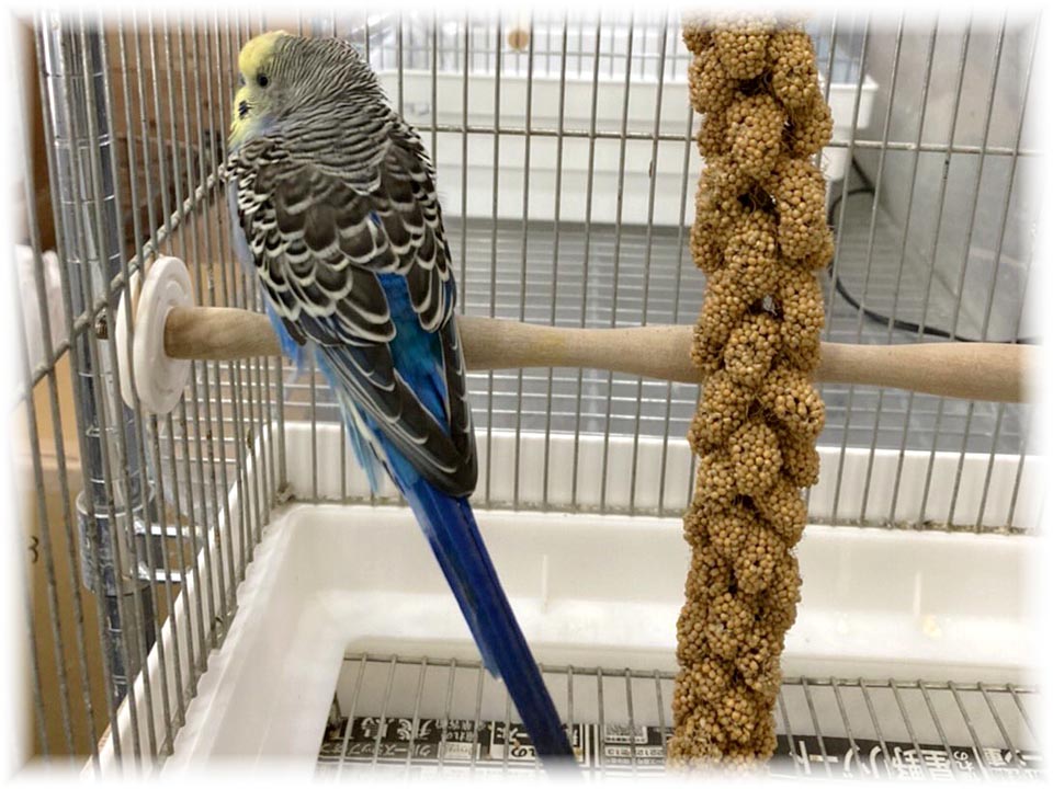 クリックで画像を表示