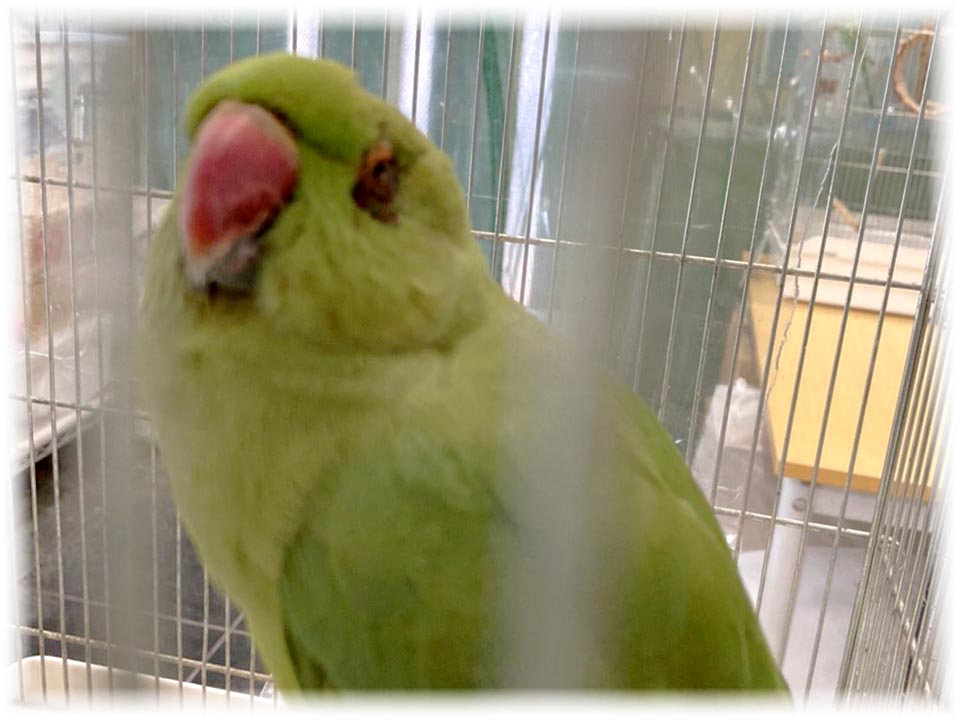 クリックで画像を表示