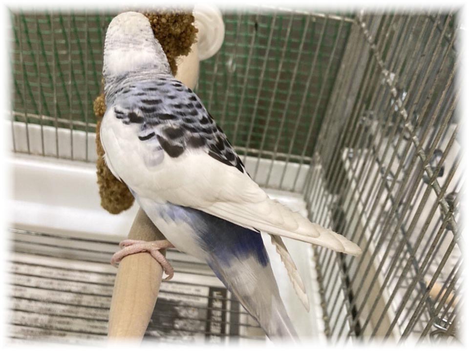 クリックで画像を表示