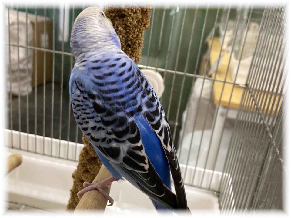 クリックで画像を表示