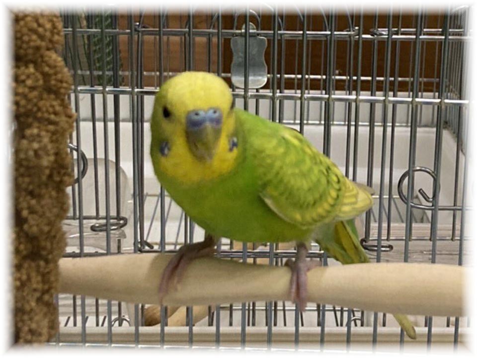 クリックで画像を表示