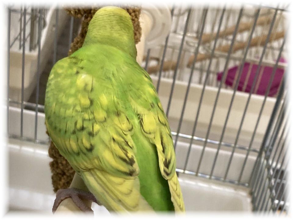 クリックで画像を表示