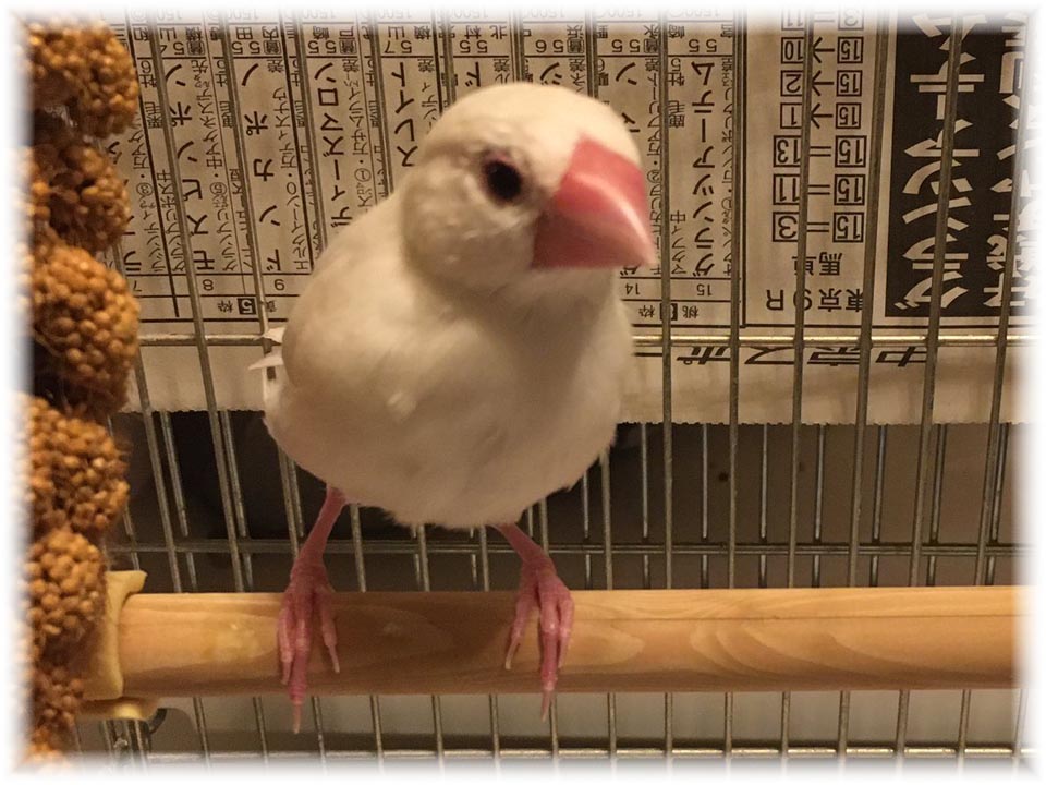 クリックで画像を表示