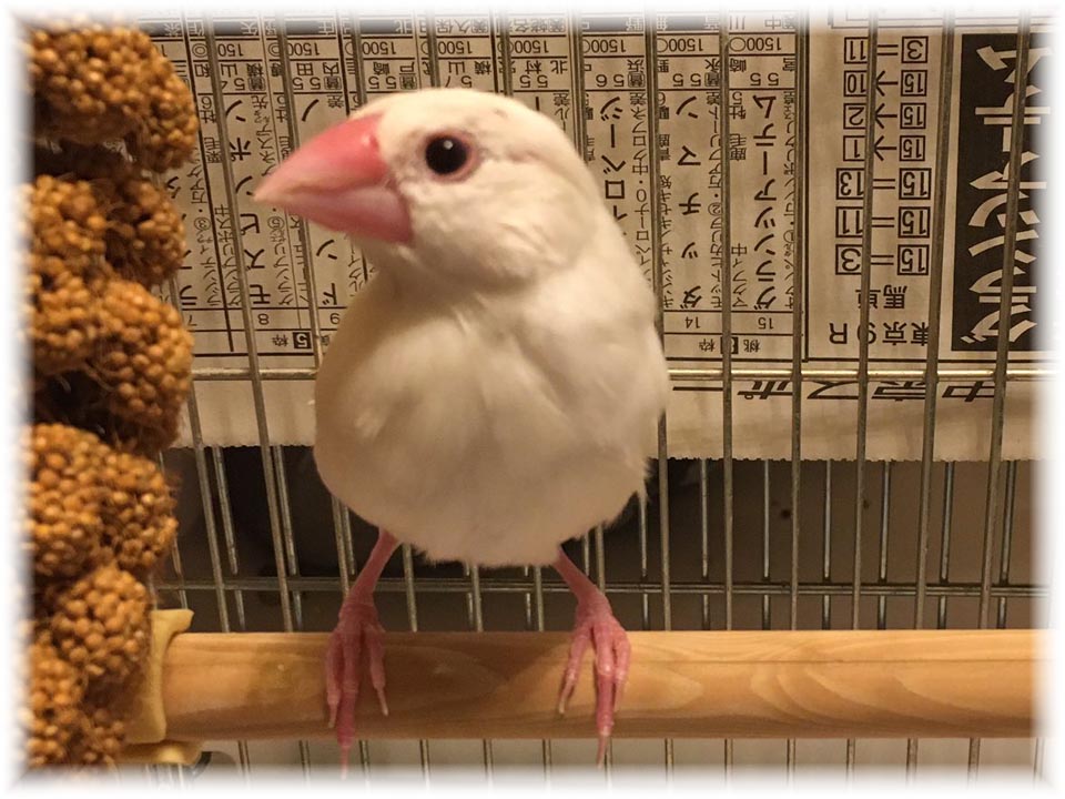 クリックで画像を表示