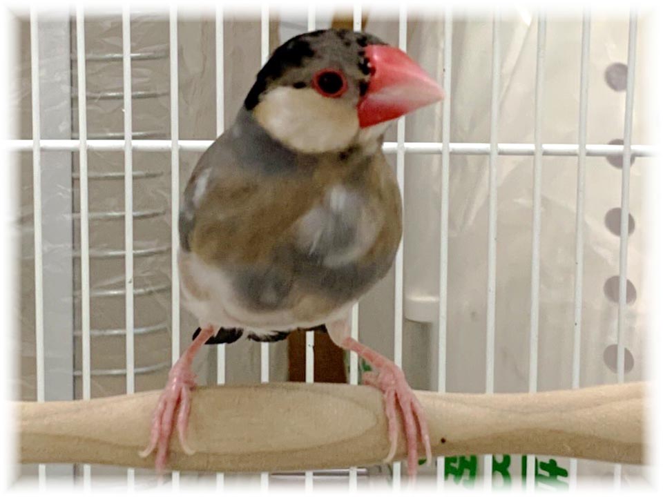 クリックで画像を表示