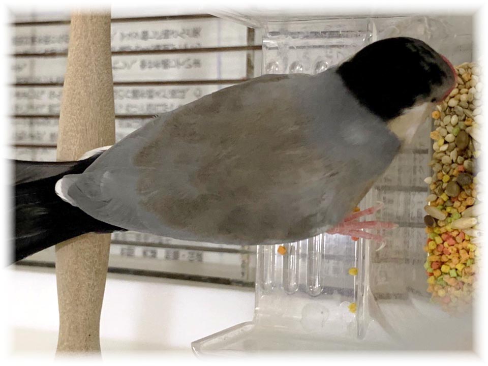 クリックで画像を表示