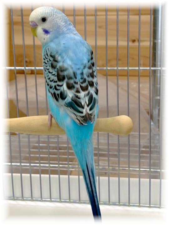 クリックで画像を表示