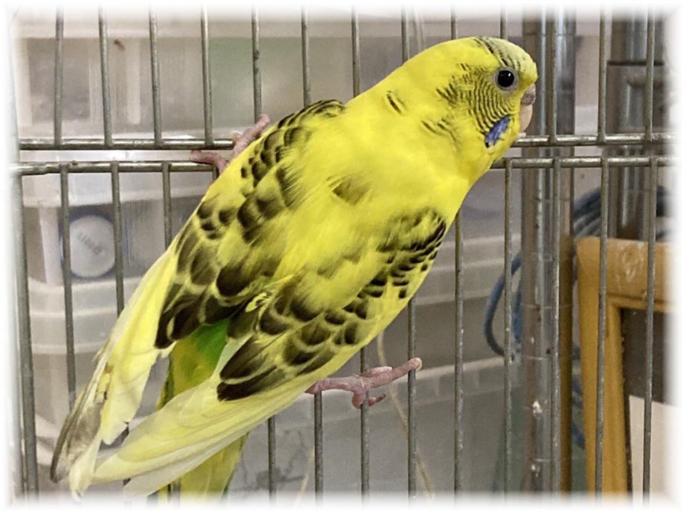 クリックで画像を表示