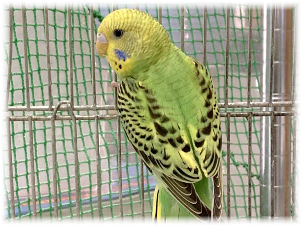 クリックで画像を表示