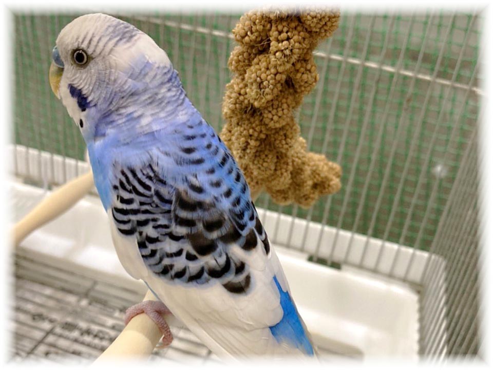 クリックで画像を表示