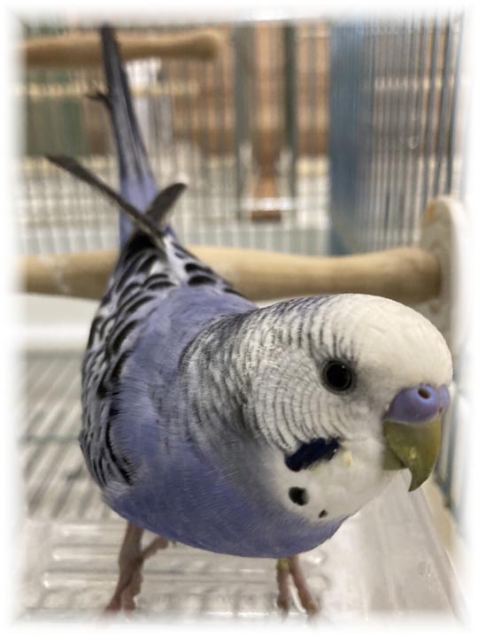 クリックで画像を表示